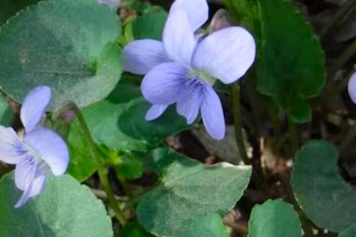 Discover Aurora Illinois Hiking Getaway