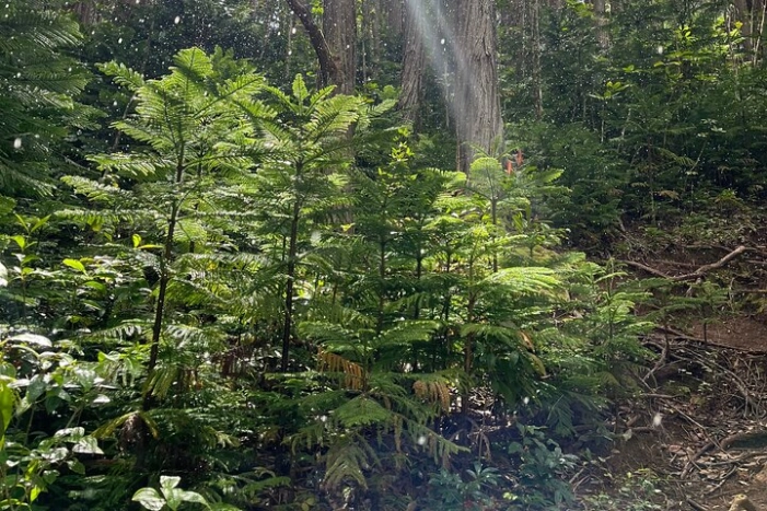 Image 6