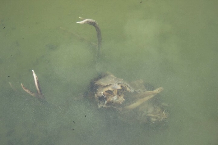 Image 11