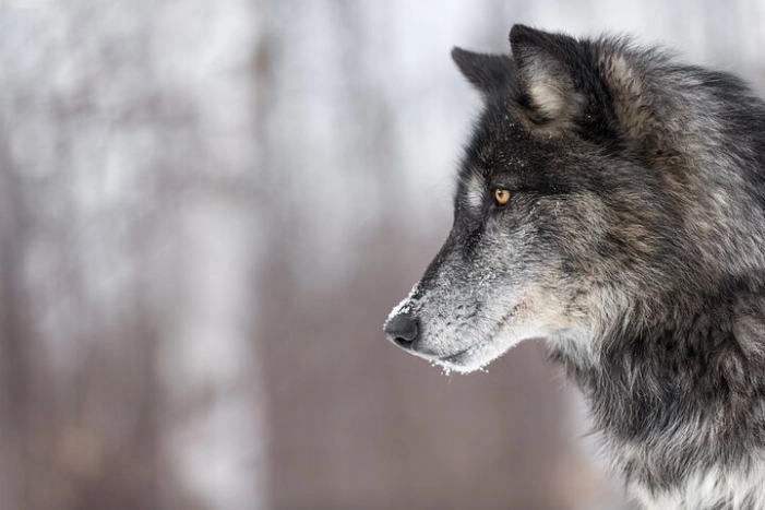 Yellowstone Wolves and Winter 4Day/3Night Adventure from Montana