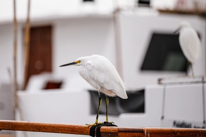 Image 15