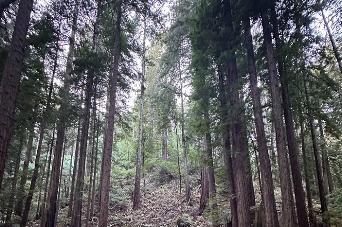 Image 15