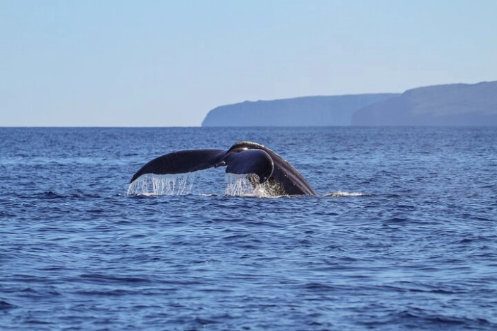 Luxury Catamaran Whale Watch