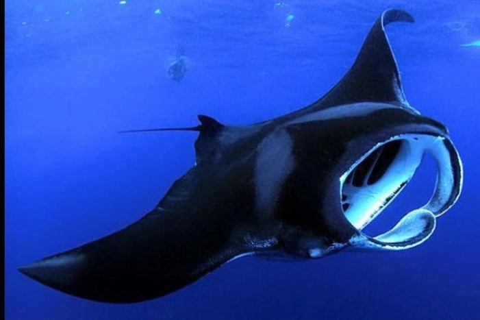 Big Island Manta Ray Night Snorkel