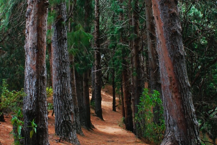 Ultimate Food / Wine Pairing & Redwoods Exploration 