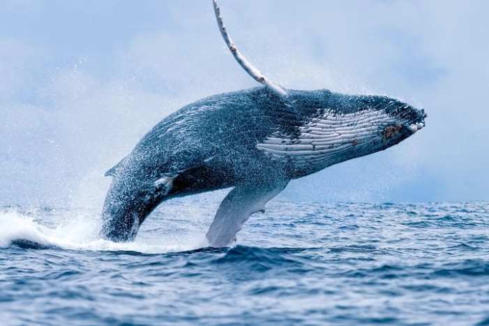 From Ma'alaea Harbor: Whale Watch Cruise Aboard the Malolo